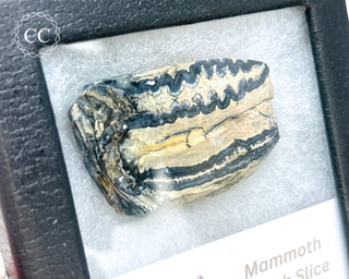 Mammoth Tooth Slice #2