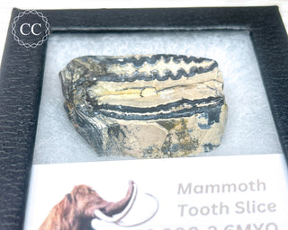 Mammoth Tooth Slice #2