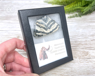 Mammoth Tooth Slice #1