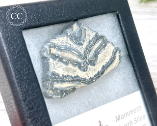 Mammoth Tooth Slice #1