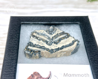 Mammoth Tooth Slice #1