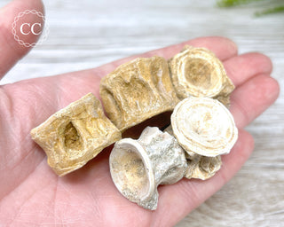 A hand holding 5 Marine Fossil Vertebrae