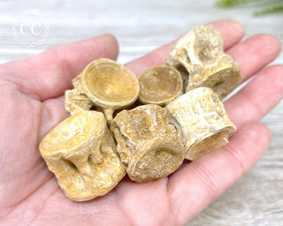 Marine Fossil Vertebrae