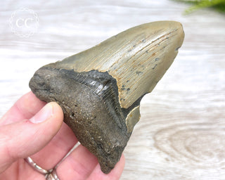 Megalodon Tooth #1