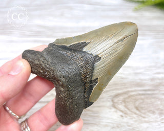Megalodon Tooth #4