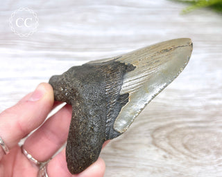 Megalodon Tooth #4