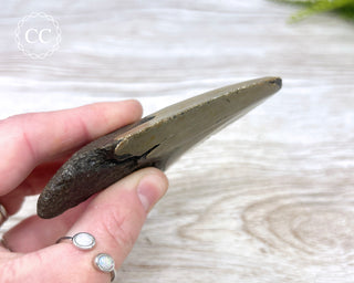 Megalodon Tooth #4