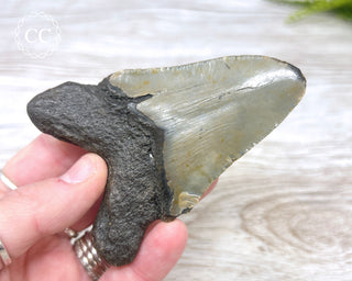 Megalodon Tooth #4