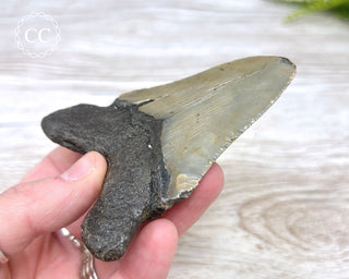 Megalodon Tooth #4