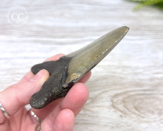 Megalodon Tooth #4
