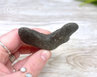 Megalodon Tooth #4