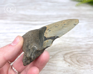 Megalodon Tooth #1