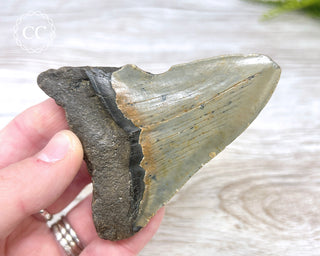Megalodon Tooth #1