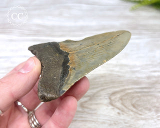 Megalodon Tooth #1