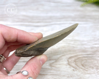 Megalodon Tooth #1