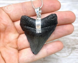 Megalodon Tooth Silver Necklace #1