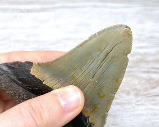 Megalodon Tooth #1