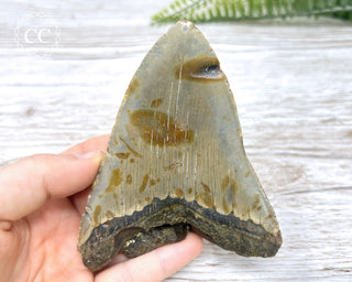 Megalodon Tooth #2