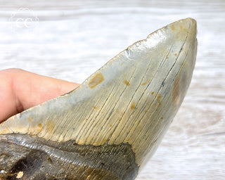 Megalodon Tooth #2