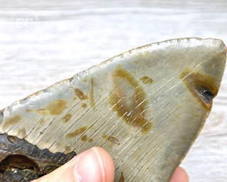 Megalodon Tooth #2