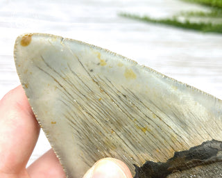 Megalodon Tooth #3