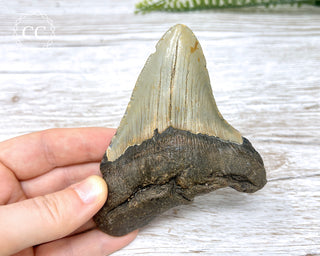 Megalodon Tooth #1