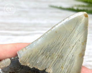 Megalodon Tooth #3