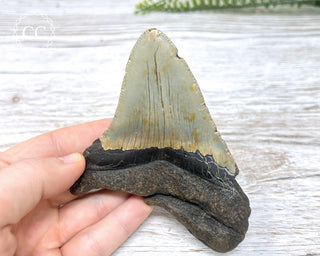 Megalodon Tooth #1