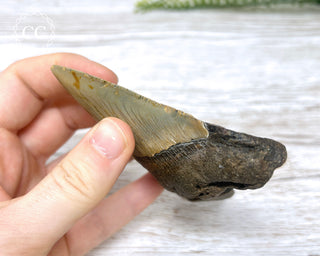 Megalodon Tooth #1