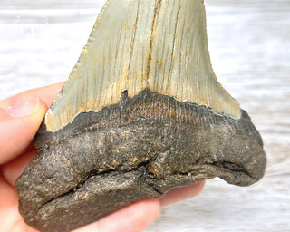 Megalodon Tooth #1