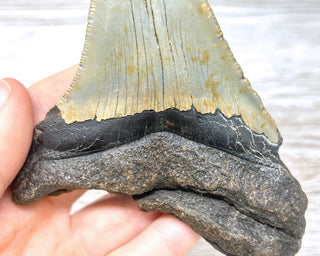 Megalodon Tooth #1