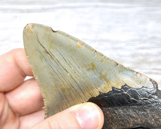 Megalodon Tooth #1