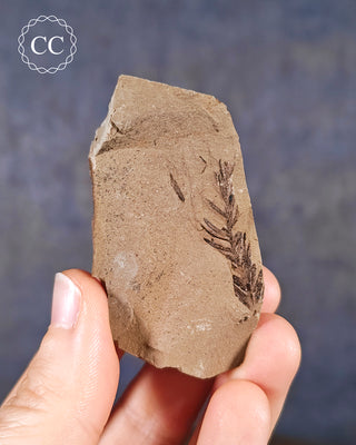 A hand holding a Metasequoia - Dawn Redwood Fossil 