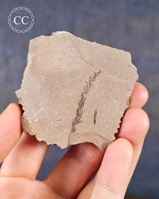 A hand holding a Metasequoia - Dawn Redwood Fossil 