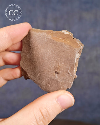 Metasequoia - Dawn Redwood Fossil #4
