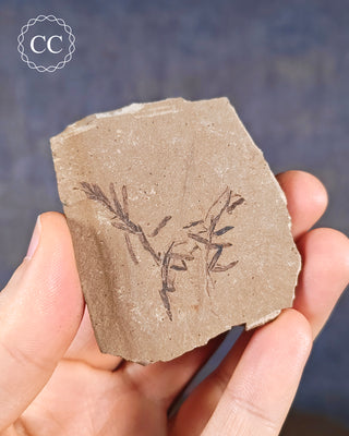 A hand holding a Metasequoia - Dawn Redwood Fossil 
