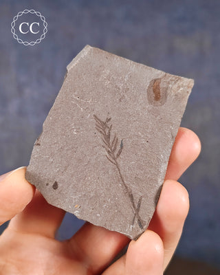 A hand holding a Metasequoia - Dawn Redwood Fossil 
