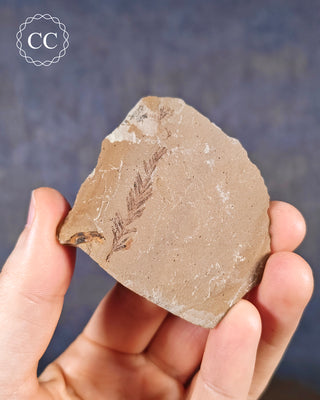 A hand holding a Metasequoia - Dawn Redwood Fossil 