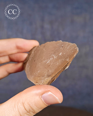 Metasequoia - Dawn Redwood Fossil #8