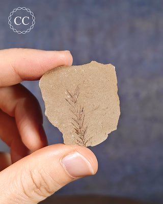 A hand holding a Metasequoia - Dawn Redwood Fossil 