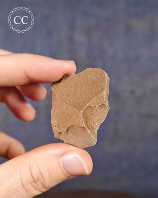 Metasequoia - Dawn Redwood Fossil #9