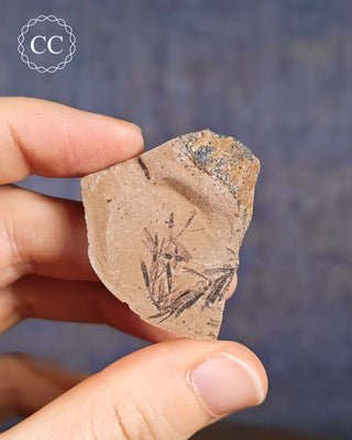 A hand holding a Metasequoia - Dawn Redwood Fossil 