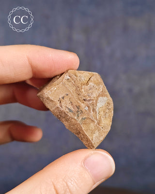 Metasequoia - Dawn Redwood Fossil #10