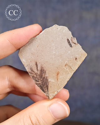 A hand holding a Metasequoia - Dawn Redwood Fossil 