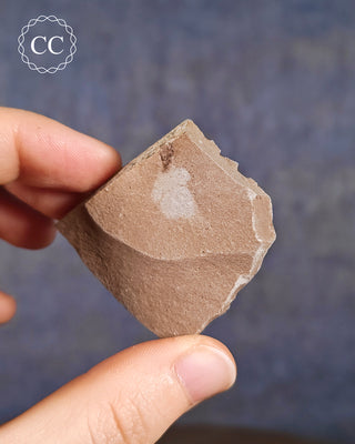 Metasequoia - Dawn Redwood Fossil #3