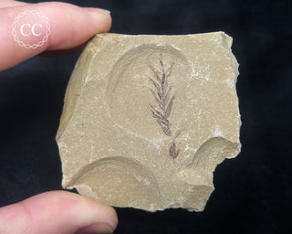 Metasequoia - Dawn Redwood Fossil #1