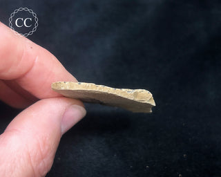 Metasequoia - Dawn Redwood Fossil #9