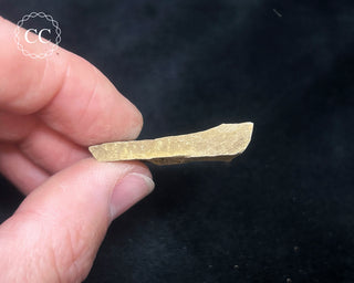 Metasequoia - Dawn Redwood Fossil #9