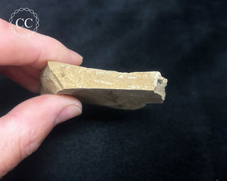 Metasequoia - Dawn Redwood Fossil #1