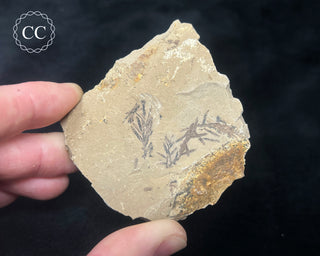 Metasequoia - Dawn Redwood Fossil #2